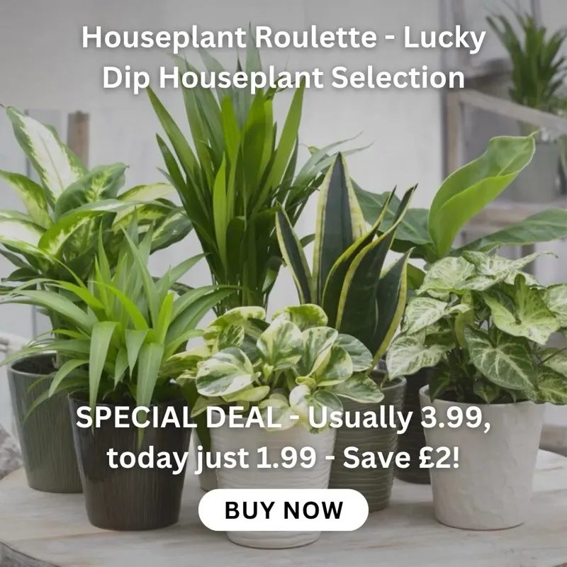 Houseplant Roulette - Lucky Dip Houseplant Selection