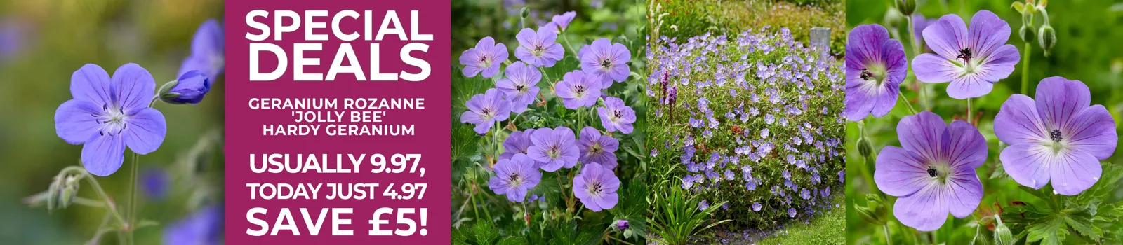 SPECIAL DEALS GERANIUM ROZANNE 'JOLLY BEE' HARDY GERANIUM